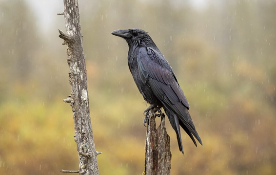 National Bird